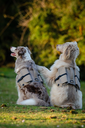 DSC_9557.webp